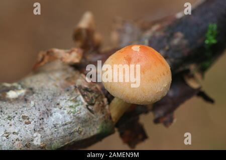 Hypholoma lateritium, known as brick cap or brick tuft mushroom, wild mushrooms from Finland Stock Photo