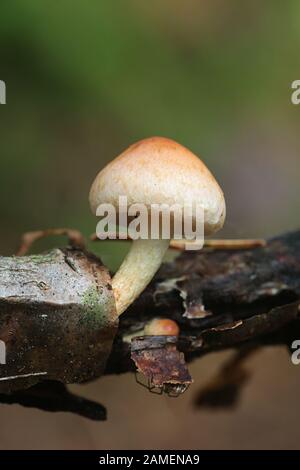 Hypholoma lateritium, known as brick cap or brick tuft mushroom, wild mushrooms from Finland Stock Photo