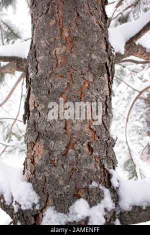 Detail: The trunk and bark of a young Ponderosa Pine. Winter. Troy, Montana. Pinus ponderosa subsp. ponderosa. Columbia ponderosa pine. Stock Photo