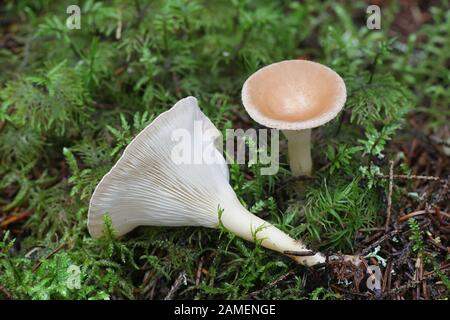 Infundibulicybe gibba (previously Clitocybe gibba), known as common funnel, wild mushroom from Finland Stock Photo