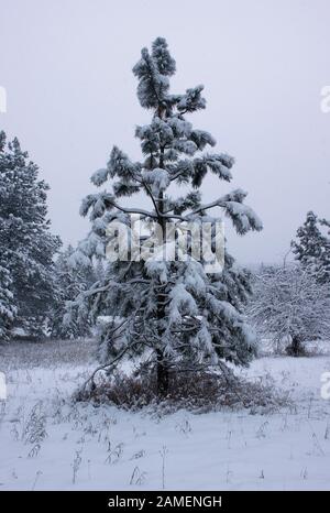 A young Ponderosa Pine in a winter pasture. Troy, Montana. Pinus ponderosa subsp. ponderosa. Columbia ponderosa pine, North plateau ponderosa pine. Stock Photo