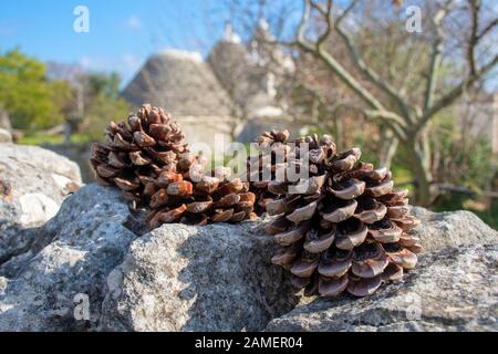Pine cones on a dry stone wall and Trulli in the background Stock Photo