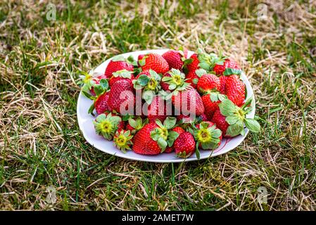 Sweet wild strawberries lying on a white plate on a green lawn - image Stock Photo