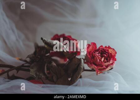 Two dried pink roses on creamy white veil background Stock Photo