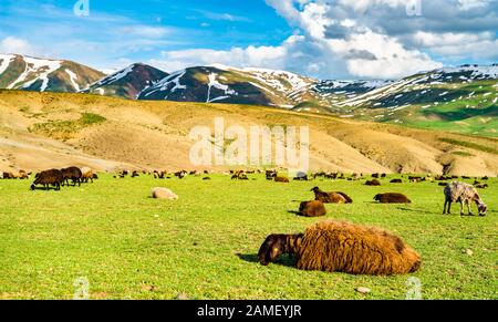 Herd of sheep in the mountains of Eastern Turkey Stock Photo