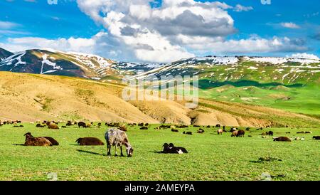 Herd of sheep in the mountains of Eastern Turkey Stock Photo