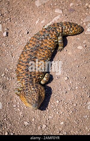 Shingleback Lizard, South Australia Stock Photo