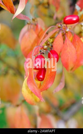 Cornus officinalis. Japanese cornelian cherry, a type of dogwood, displaying characteristic autumn colours and red fruits. UK Stock Photo