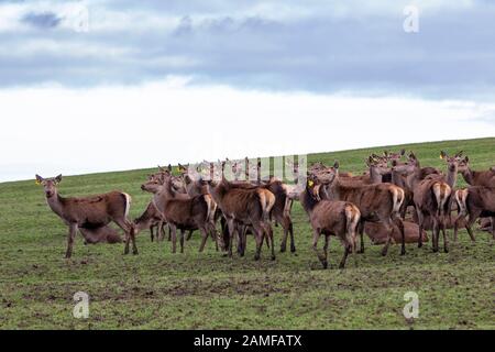 Herd of Red Deer Cervus eiaphus (Artiodactyla) hinds reared and raised for meat, (Venison) Stock Photo