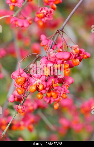 Euonymus europaeus 'Red Cascade' spindle tree displaying distinctive bright pink fruits and orange seeds in autumn. UK Stock Photo