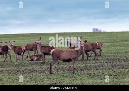 Herd of Red Deer Cervus eiaphus (Artiodactyla) hinds reared and raised for meat, (Venison) Stock Photo