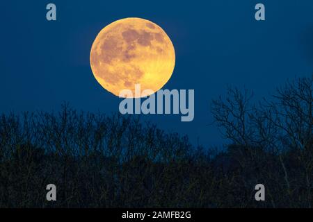 The first Full Moon in January is often called the Wolf Moon seen here rising early evening over Abington Park, Northampton, UK. Stock Photo