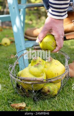Cydona oblonga 'Vranja'. Quince fruits collected into wire basket by male gardener in a garden. UK Stock Photo