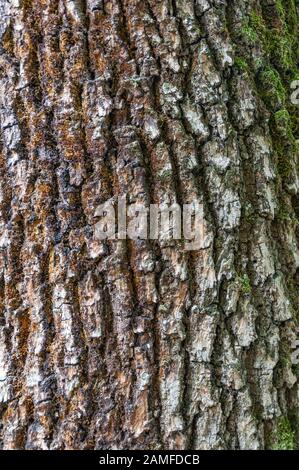 Detail of the bark of a horse chestnut tree eroded by time, with textures and scratches on the background and parts covered with green moss. Stock Photo