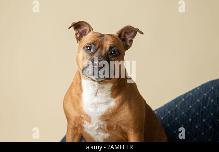 A portrait in the studio of a freindly staffordshire bull terrier (Staffy) the dog is sate on a blue chaise. Stock Photo