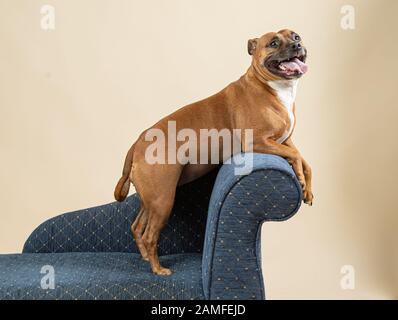 Staffordshire Bull Terrier posed on a chaise with front paws elevated and mouth open Stock Photo