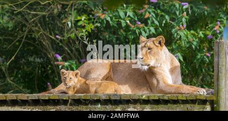 Lions in captivity, Panthera leo krugeri. South Africa Stock Photo