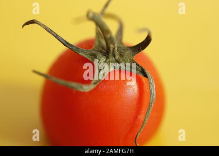 close up photo showing the top of a tomato in focus with green leaves above the fruit the remainder out of focus Stock Photo