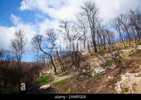 Israel, Carmel forest, the forest is regrowing after the fire devastation. An ongoing argument between two schools of thought has caused this forest t Stock Photo