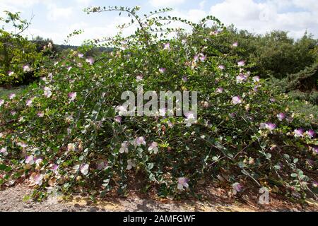 flowering Common Caper (Capparis spinosa) shrub. Photographed in Israel in July Stock Photo