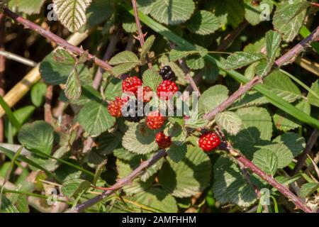 raspberry bush. close up of the red and black edible fruit. Photographed in Israel in January Stock Photo