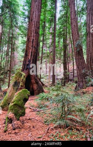 Undergrowth in Redwood Forest Stock Photo