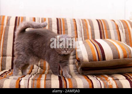 scottish straight cat woke up and walks on the sofa Stock Photo
