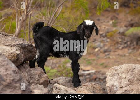 Close up of a black and white goat standing on a wall looking towards camera, Tenerife, Spain. Stock Photo
