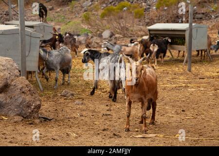 Goats on a farm in Tenerife, Spain. Stock Photo