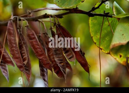 Seedpods of a Judas Tree Cercis siliquastrum Photographed in Israel in September Stock Photo