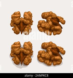 walnuts set isolated on white Stock Vector
