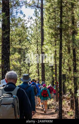 Walkers on a track through the pine forest near Chinyero in Tenerife, Canary Islands, Spain Stock Photo