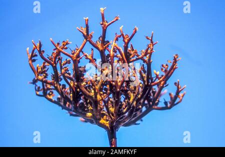 Rose of Jericho (or True Rose of Jericho) Anastatica hierochuntica. on blue sky background. Photographed in Israel Stock Photo