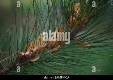 Green pine branch close-up, brown dry autumn leaves of birch in needles. Stock Photo
