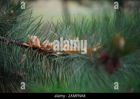 Green pine branch, brown dry autumn leaves of birch in needles. Stock Photo