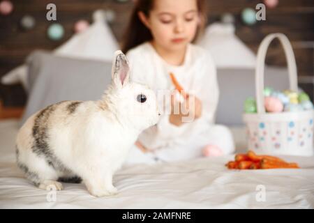 Side view of confused rabbit sitting on bed Stock Photo