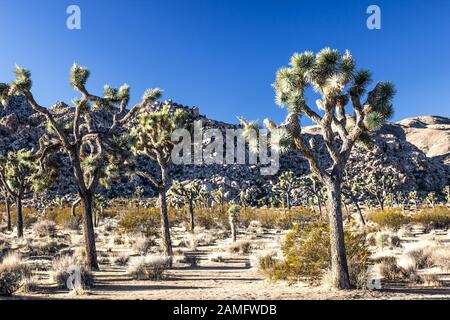 Joshua Trees At Base Of Rock Formation In Early Morning Stock Photo