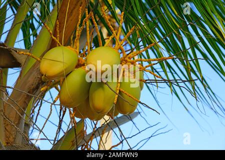 Green young coconuts growing on a palm tree Stock Photo