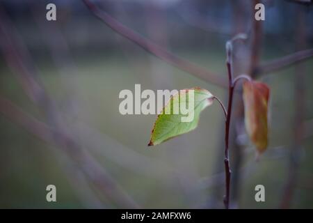 Beautiful green and brown autumn leaves on a branch Stock Photo