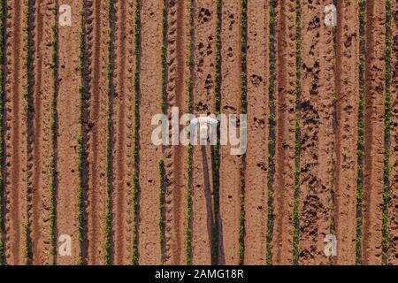 Aerial view of farmer in soybean field flying a drone with remote controller Stock Photo