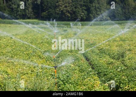 Irrigational system on extensive potato field. Automated agriculture, technology, drought prevention, industry, food production and farming concept. Stock Photo