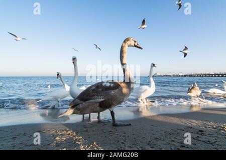 Swans and seagulls at the Baltic sea beach neat Sopot pier, Poland Stock Photo