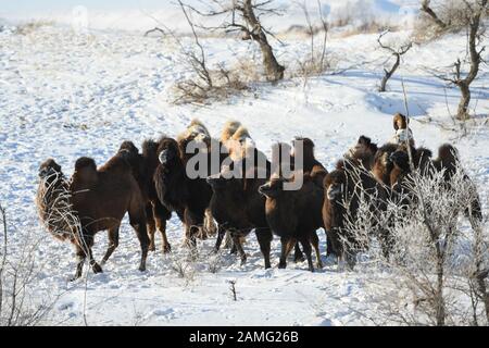 Xilinhot, China's Inner Mongolia Autonomous Region. 12th Jan, 2020. A herdsman grazes camels on the snow-covered grassland in Xilinhot, north China's Inner Mongolia Autonomous Region, Jan. 12, 2020. Credit: Liu Lei/Xinhua/Alamy Live News Stock Photo