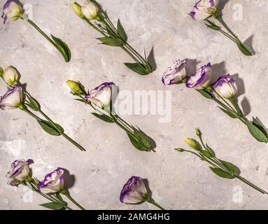 Beautiful white flowers with violet edges on white background, flat lay pattern Stock Photo