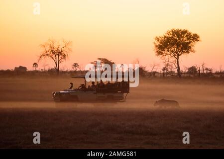 Tourists in vehicle watching a lion hunt at sunset, Macatoo, Okavango Delta, Botswana Stock Photo