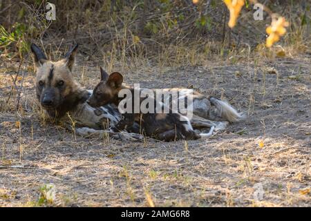 African wild dog, Lycaon pictus, adult and pup, Bushman Plains, Okavanago Delta, Botswana. Also known as Painted Wolf. Stock Photo