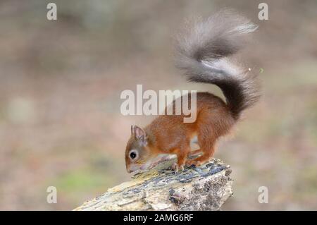 red squirrel Stock Photo