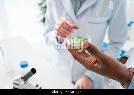 cropped view of multicultural biologists pointing with finger at leaves in lab Stock Photo