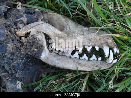 Mallnow Germany 12th Jan A Skull Of A Red Fox Vulpes Vulpes Lies In A Meadow On The Edge Of The Oderbruch In The District Of Markisch Oderland Credit Patrick Pleul Dpa Zentralbild Zb Dpa Alamy Live