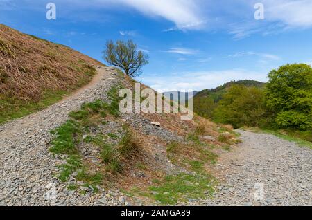 Lone tree at the base of Catbells in the Newlands Valley in the Lake District National Park Stock Photo